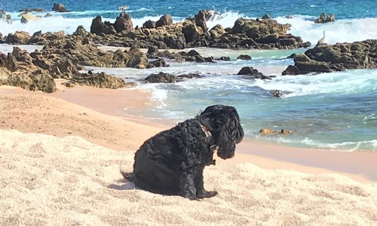 Cabo’s Dog Friendly Beaches